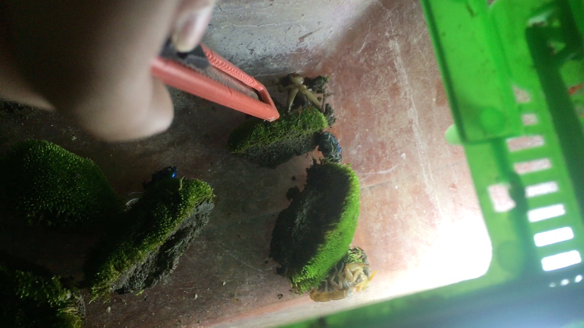 昆虫生死斗 蟋蟀和东亚钳蝎