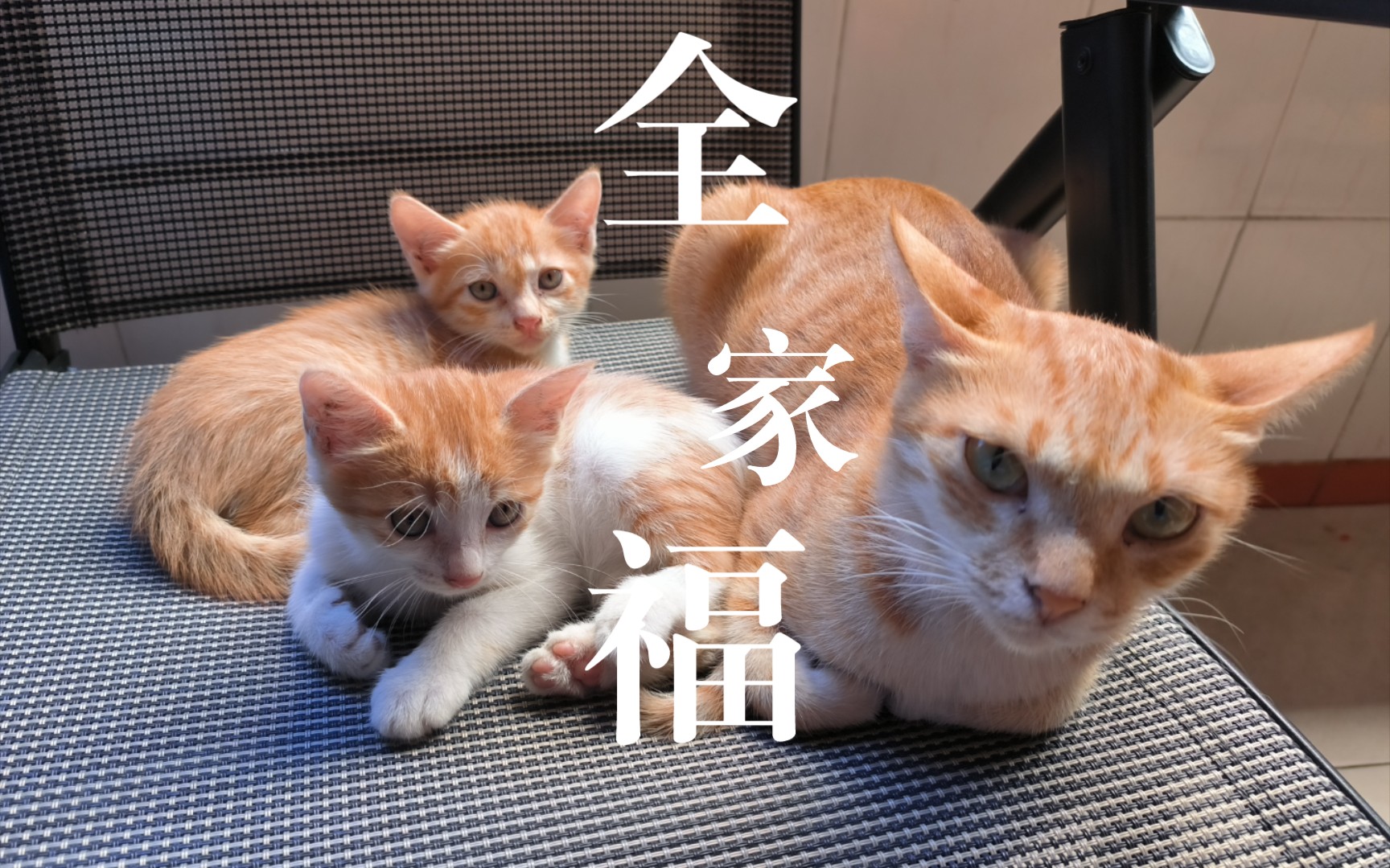 撸猫给你来张全家福