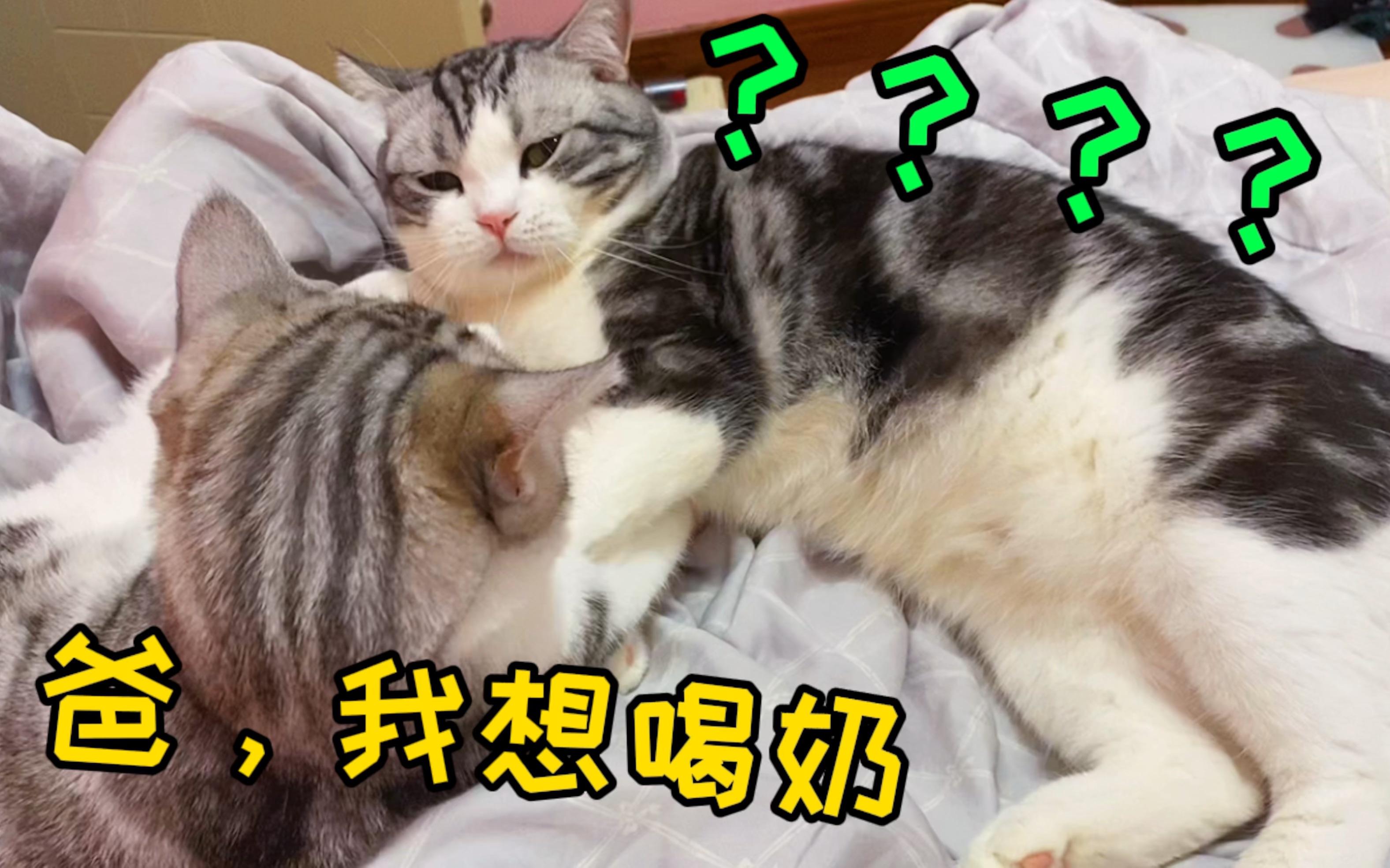 没眼看!猫妈不给吸奶,小奶猫只能趁猫爸睡觉,嘬他的奶头!哔哩哔哩bilibili