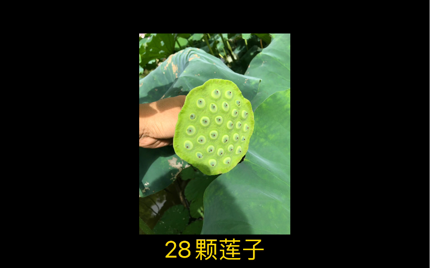 大型观赏荷花 高产莲子品种,不同品种花色.哔哩哔哩bilibili