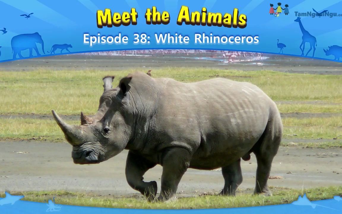 认识动物:白犀牛 Meet the Animals White Rhinoceros哔哩哔哩bilibili