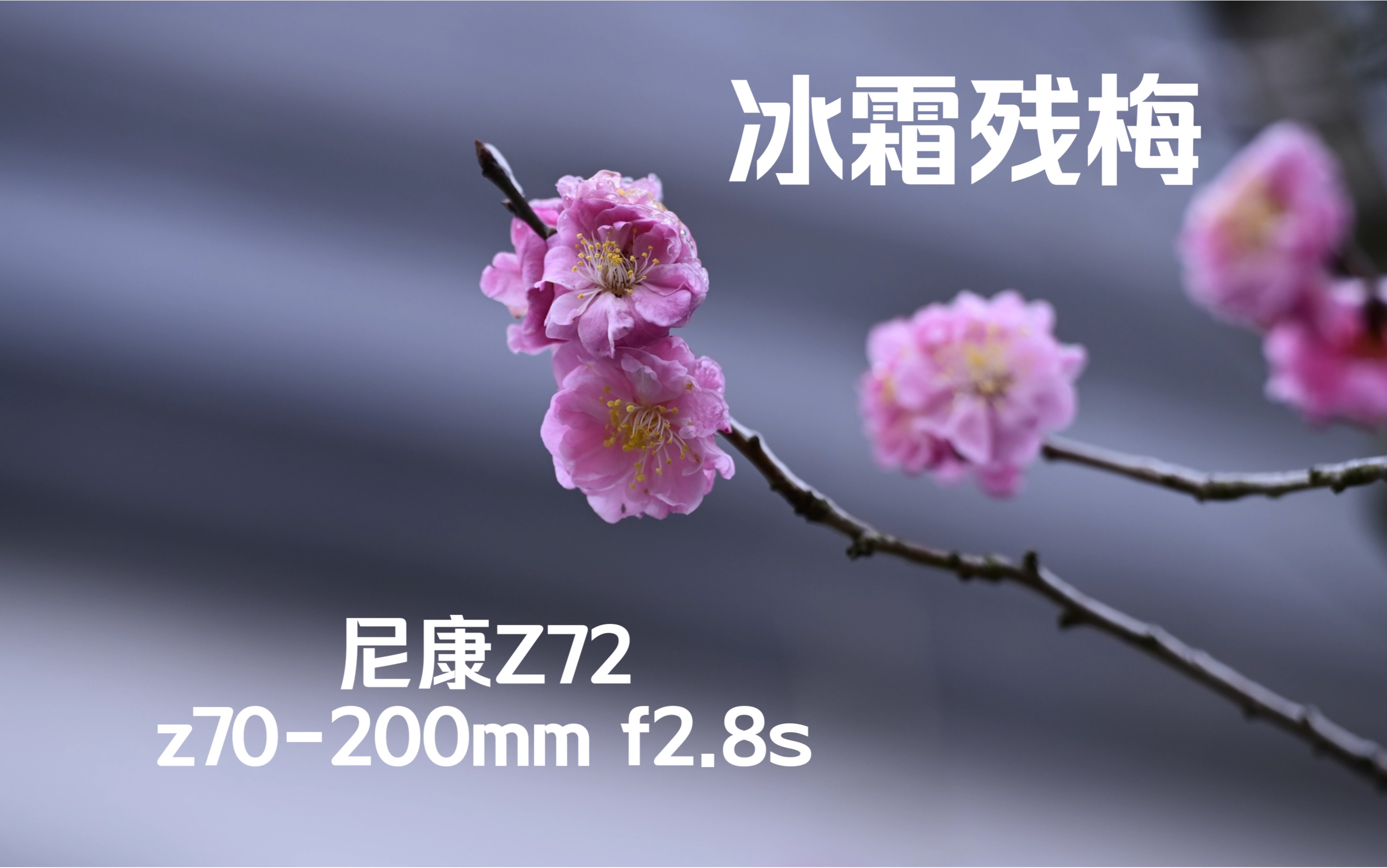 尼康Z72/z70200mm f2.8s,冰霜残梅.哔哩哔哩bilibili