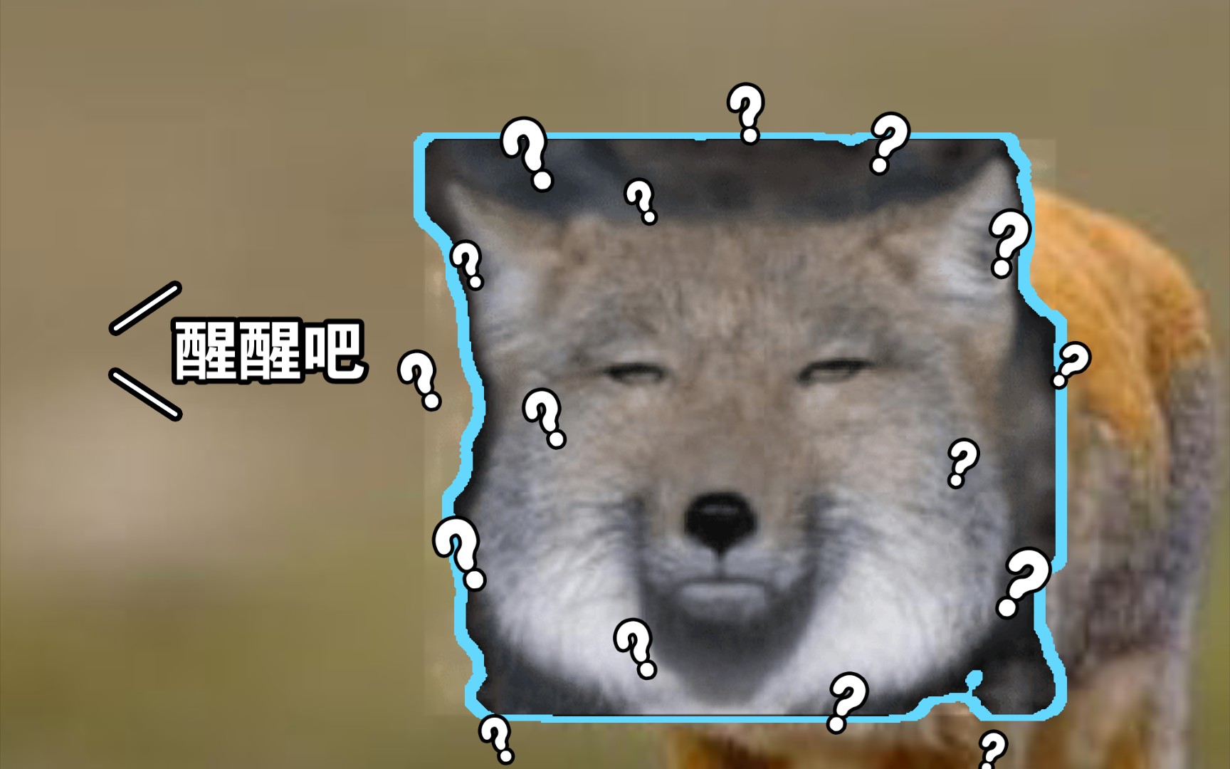 藏狐 来自高原的眯眯眼 我早已看穿一切_哔哩哔哩 (゜-゜)つロ 干杯