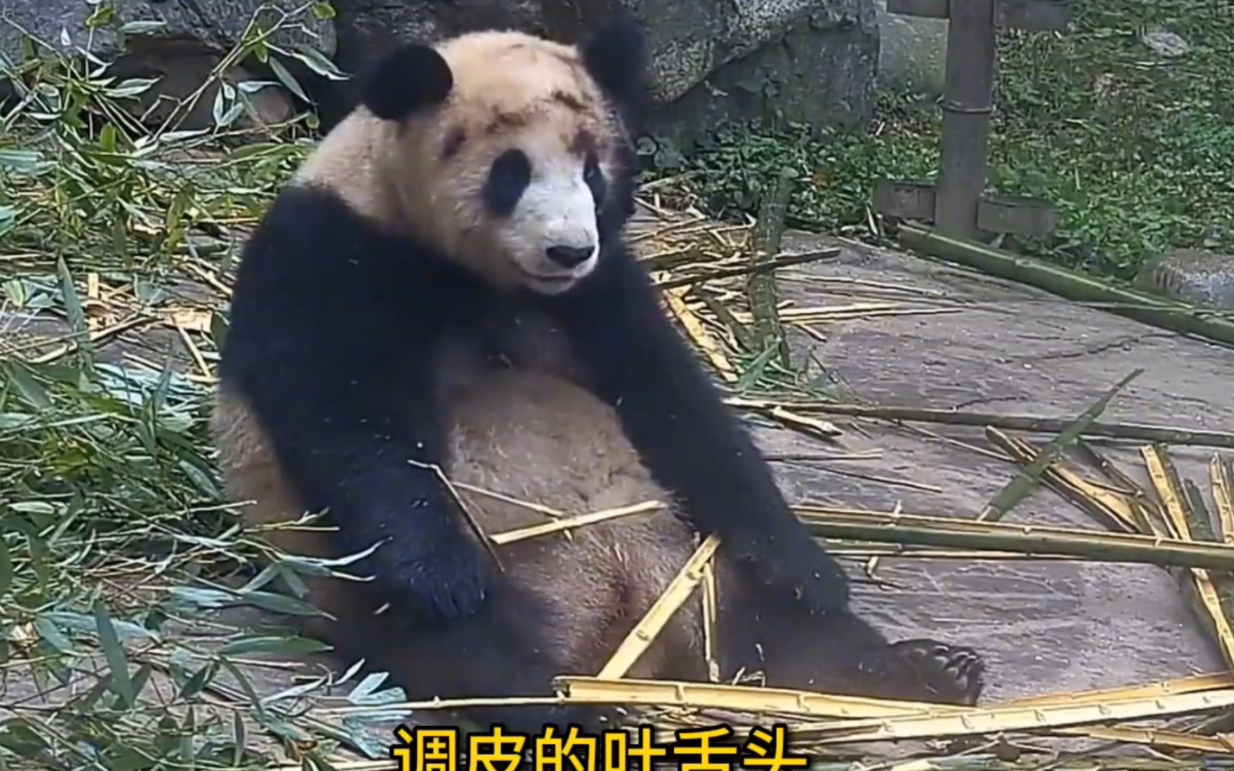 谭爷爷手下的熊猫都是挖煤高手啊,谭爷爷欲言又止的样子太搞笑了