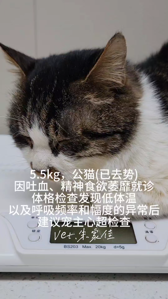 一只不幸患有HCM(肥厚型心肌病)的猫,同时也是幸运的,幸运在初期就发现了异常,早发现早治疗往往能最大程度提高治愈率哔哩哔哩bilibili