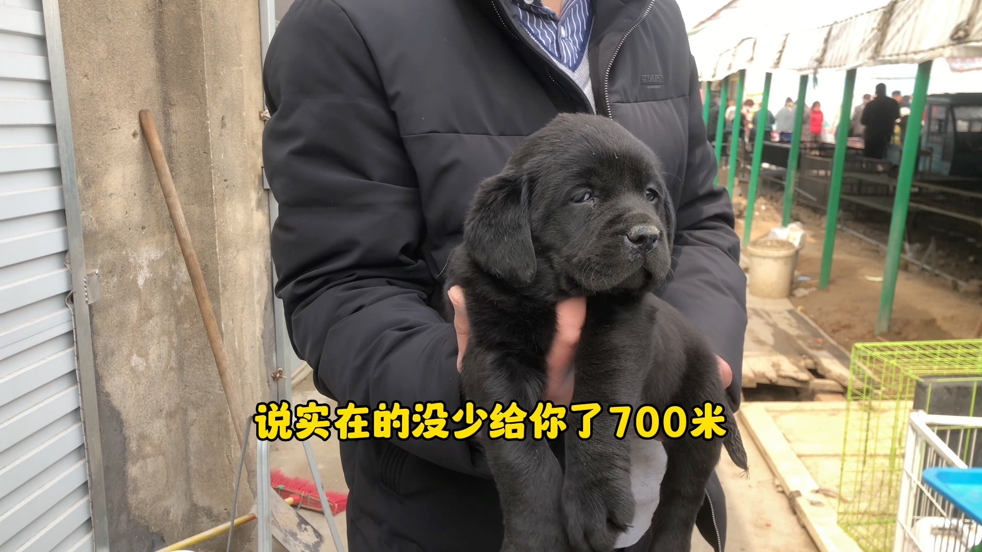 辟邪神犬纯黑色拉布拉多犬哔哩哔哩bilibili