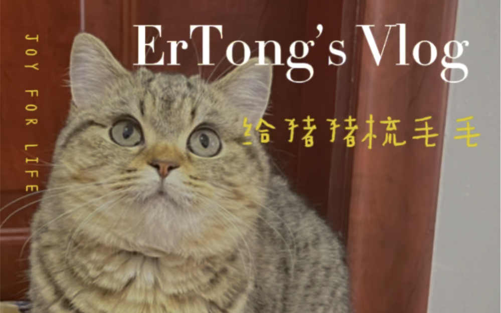 给猪猪梳毛【二筒】哔哩哔哩bilibili