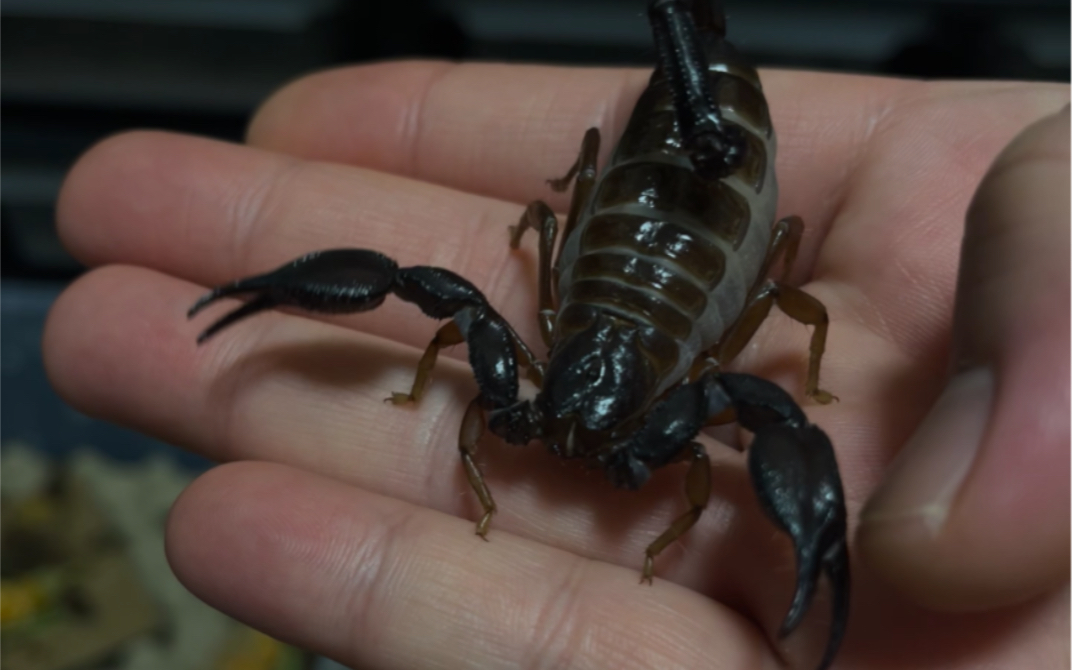 肥胖而温顺的可爱小蝎子捏