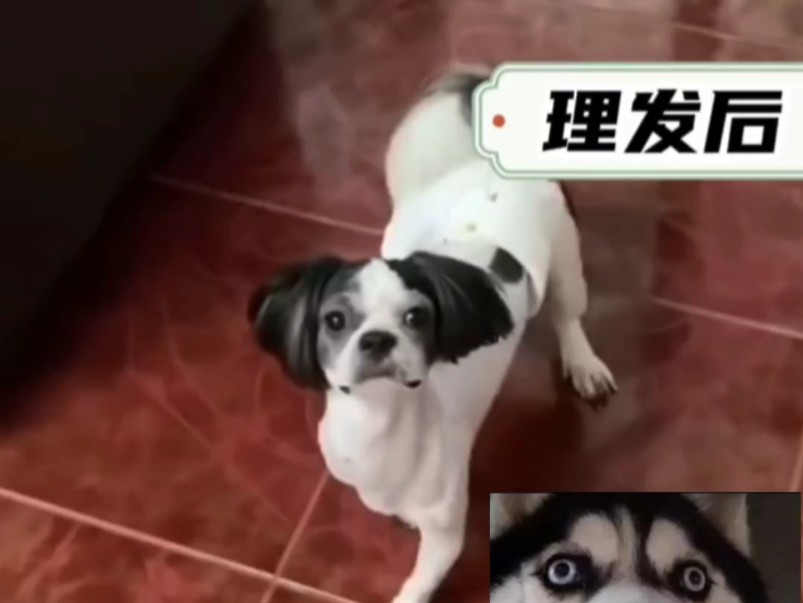 连狗子都不能笑着走出理发店