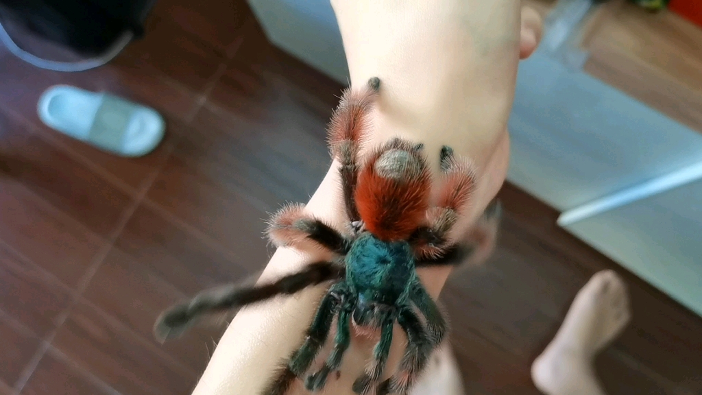 大油彩粉红趾,上手有哪三好?