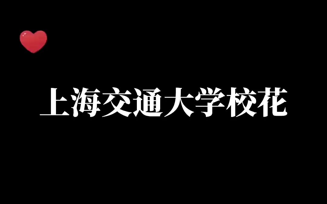 上海交通大学校花哔哩哔哩bilibili