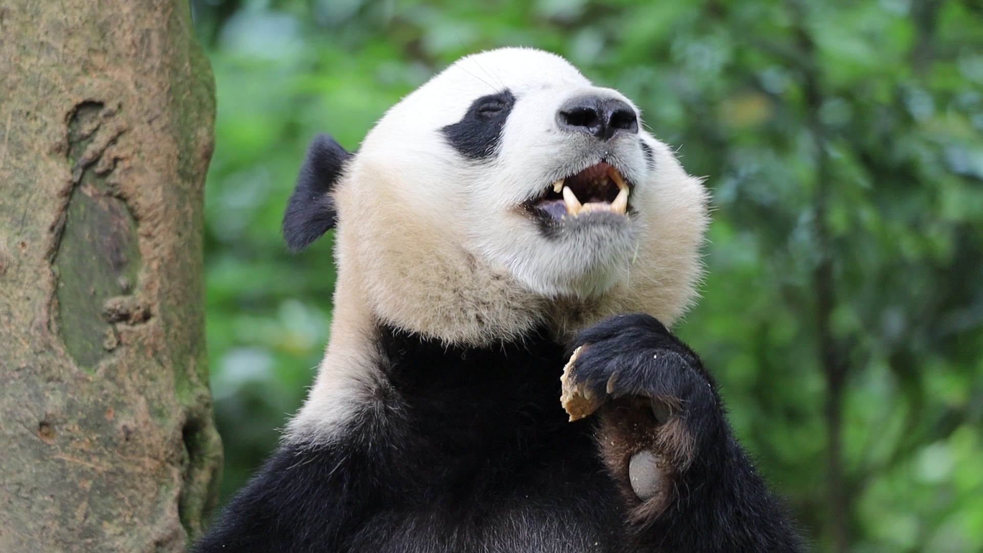 大熊猫贝贝吃窝头