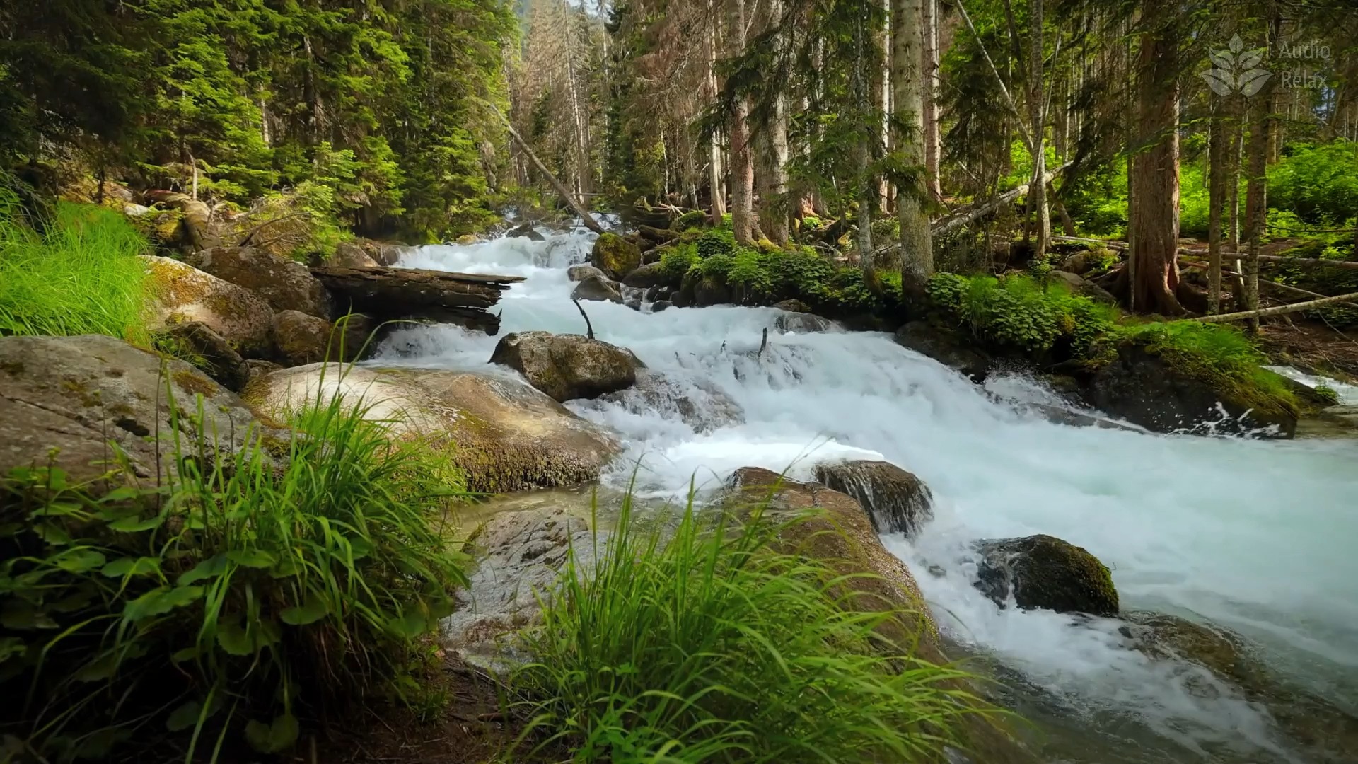 森林中平静潺潺的小溪.流水声助眠,放松,学习