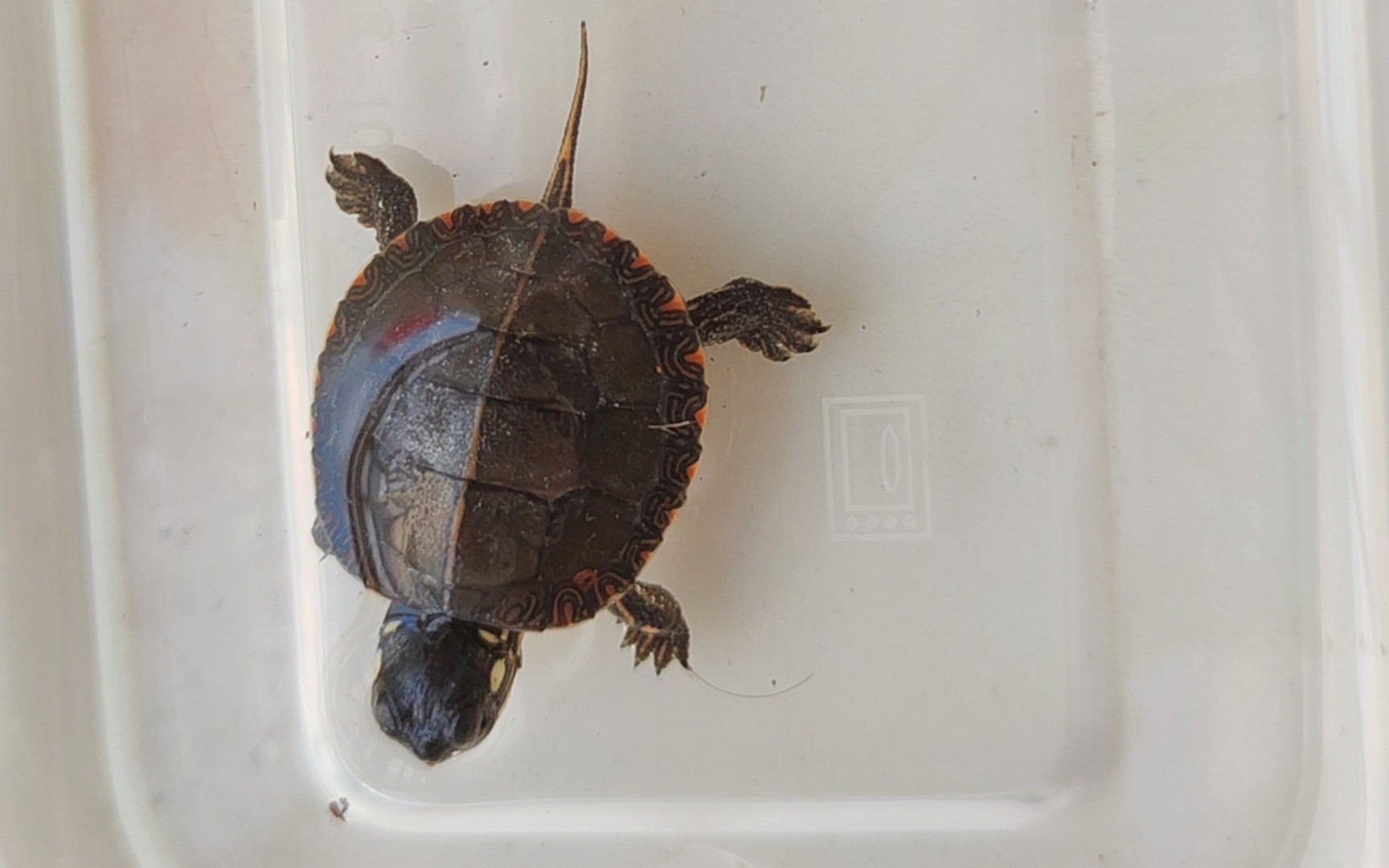 可爱的东锦龟苗到货啦!开箱揭秘