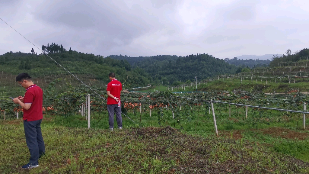 【贵州三下乡】中科大定点扶贫六枝特区猕猴桃种植基地哔哩哔哩bilibili