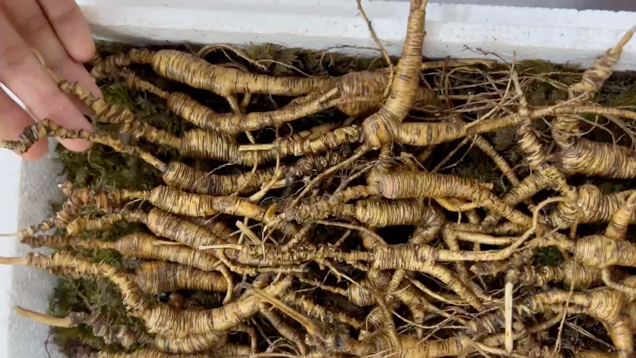 24年林下参籽货,老纹老黄皮,品相一般,适合自用