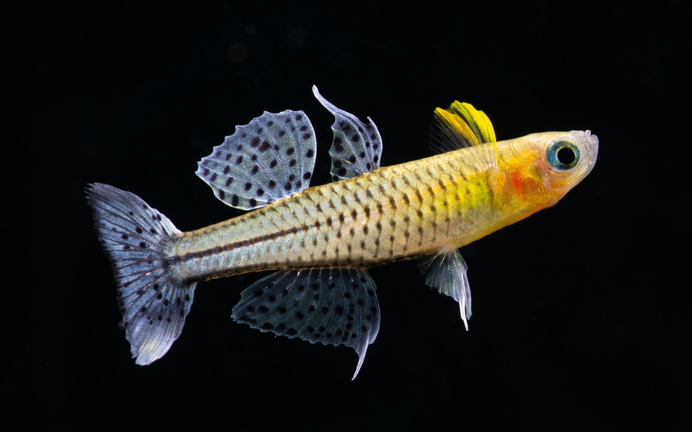 母阿鲁珍珠燕子,黄黄的,感觉像霓虹燕子