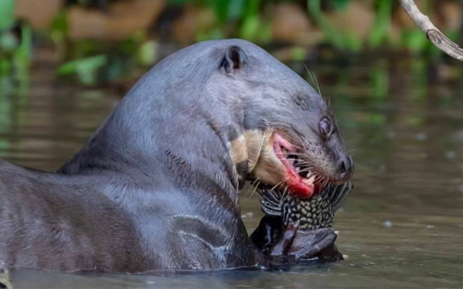 称霸亚马逊河,充满智慧的动物:巨獭!