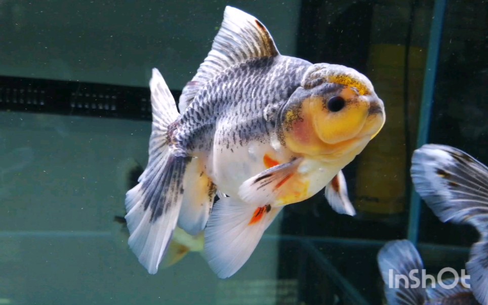 麒麟百褶泰狮百里挑一的葡萄眼鱼厂老板挑的要崩溃