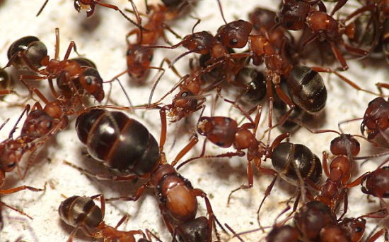 大血红林蚁图片