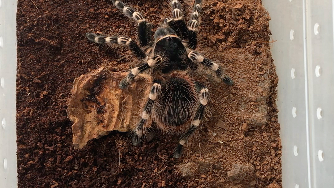 巴西巨人白膝头捕食小白鼠