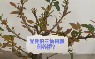 Download Video: 光杆的三角梅还活着吗？如何让它发芽？