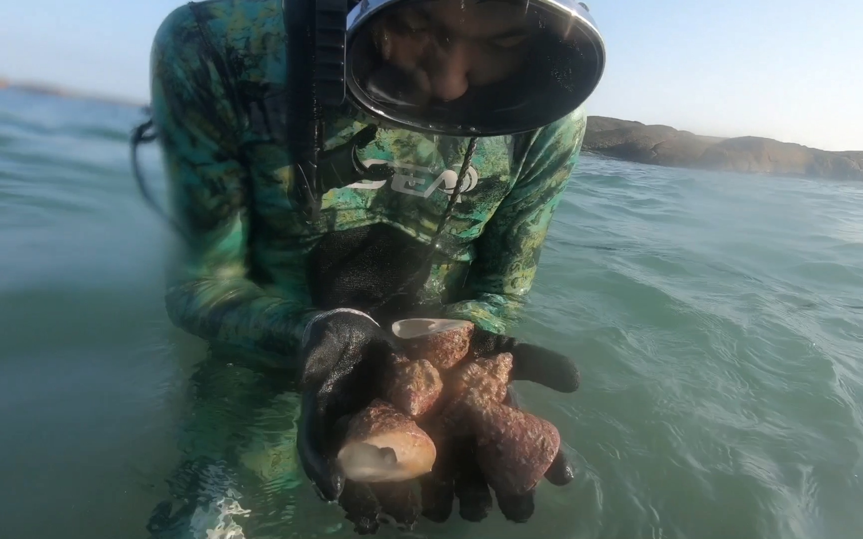 大年初一去赶海抓的白面螺都是成精的发财了