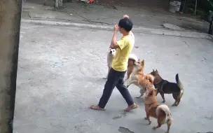 Скачать видео: 这群狗没白养，主人被攻击都马上围过来了