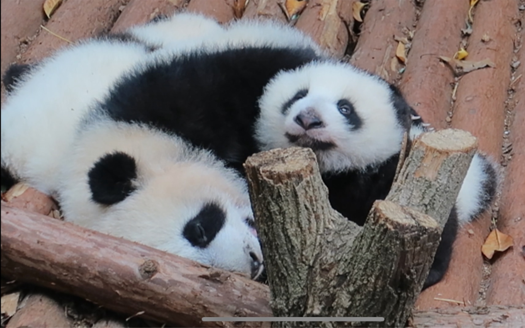 [图]娇毅班长带弟弟/妹妹睡午觉！小宝宝是福禄的双胞胎，还没有公布名字。五个多月的娃带两个多月的娃，太有爱了！