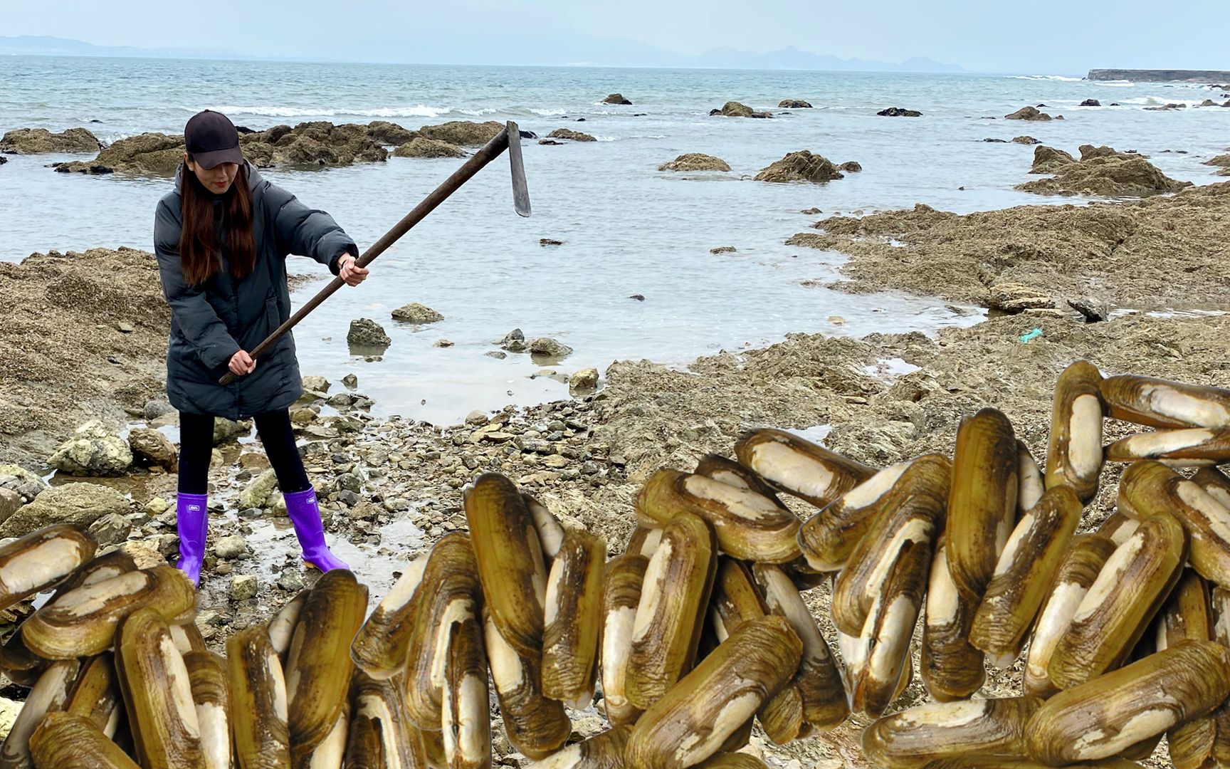 海边全是"犀牛脚",一个人能挖上百斤,渔妹扛着锄头疯狂收获_哔哩哔哩