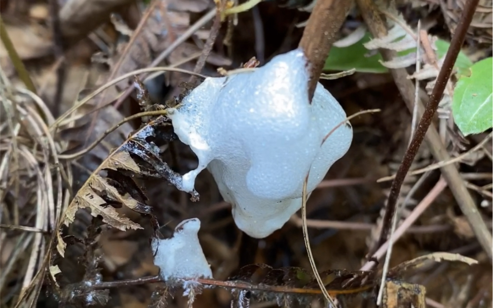 老人说这是蛇吐的泡沫
