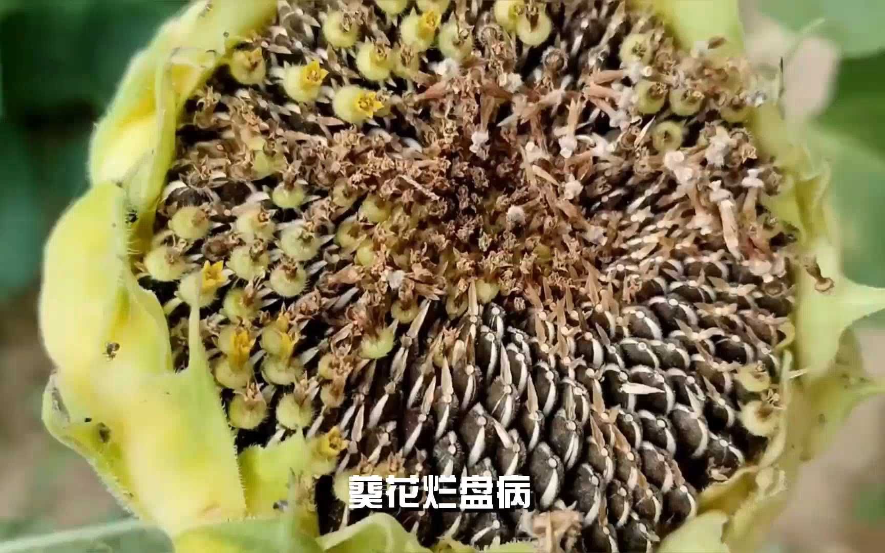 葵花烂盘病的发病原因及防治办法