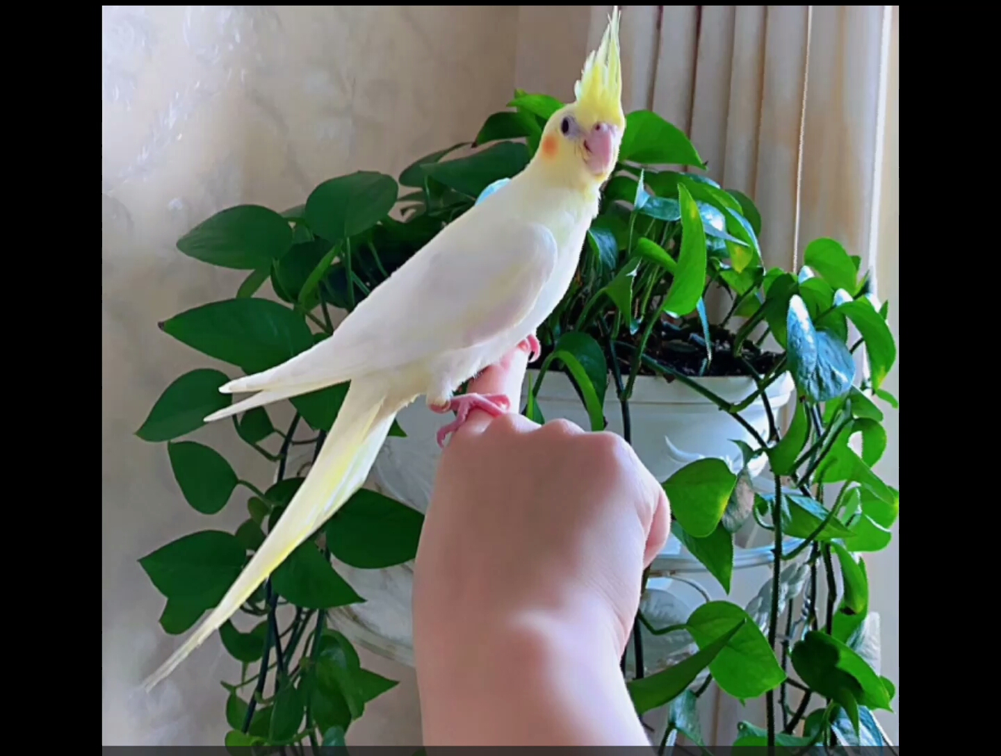 教大家分遍黄化玄凤和红脸百趴的区别