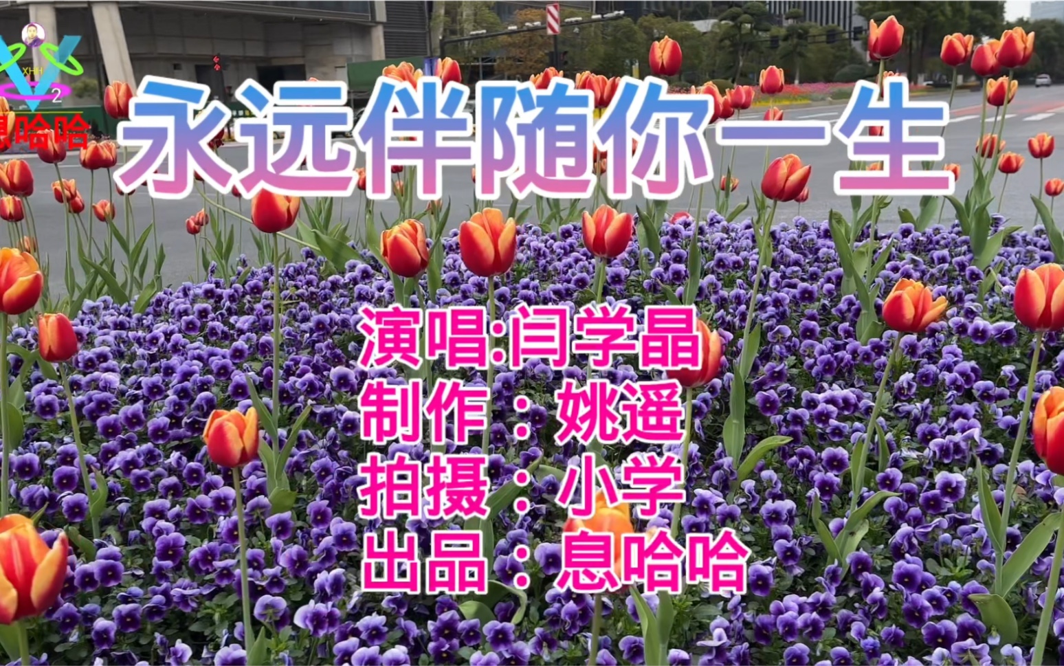 [图]赏花听歌 一首《永远伴随你一生》歌曲 郁金香花