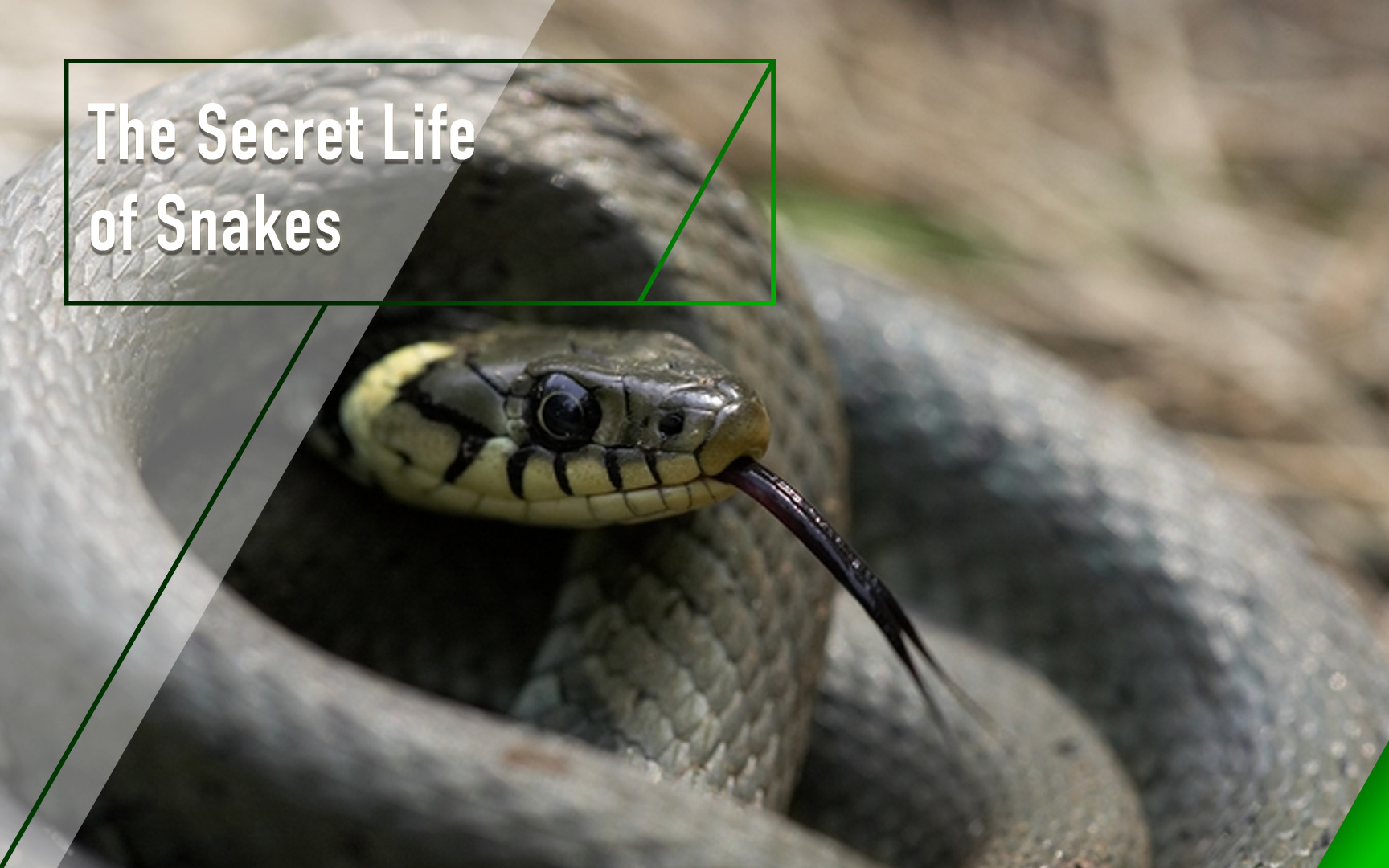 [图]蛇的秘密生活 The Secret Life of Snakes