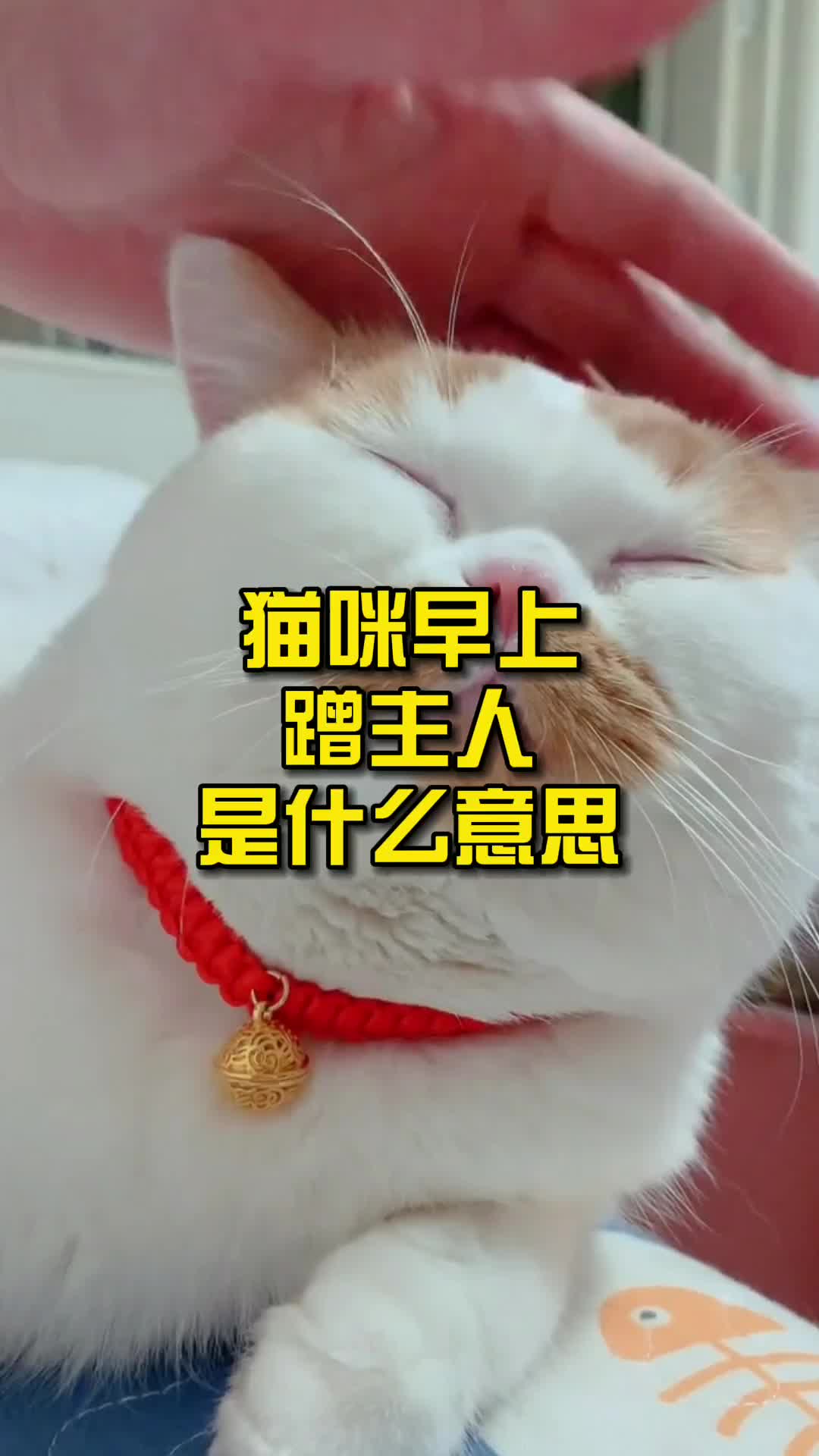 猫咪早上蹭主人是什么意思哔哩哔哩bilibili