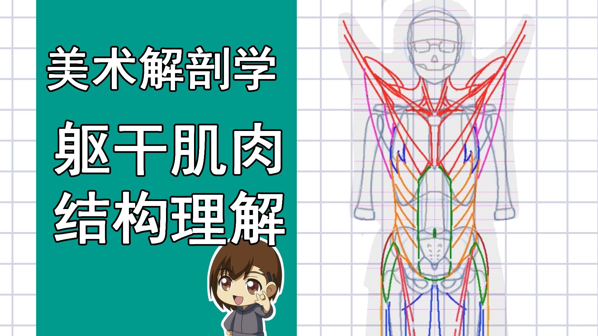 美术解剖学-57-躯干肌肉结构理解绘画