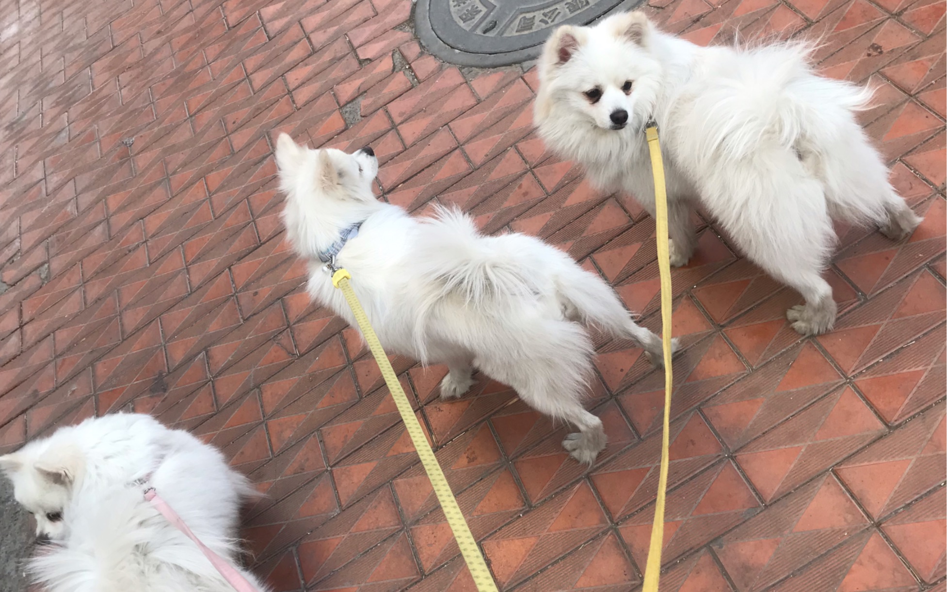 王子和娇娇的母子狗狗难得同框(一起吃怎么也咬不烂的牛皮卷)