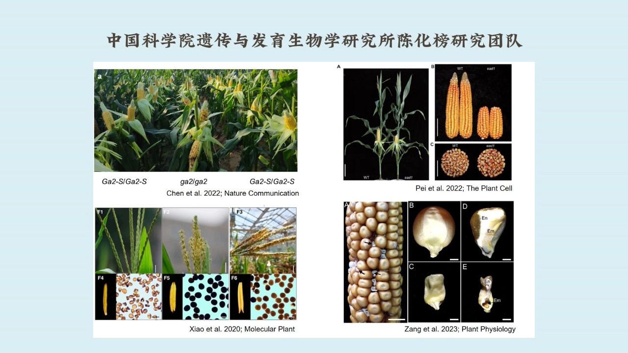 中国科学院遗传发育所陈化榜研究组发现PPR蛋白通过RNA编辑调控玉米籽粒发育的分子机制哔哩哔哩bilibili