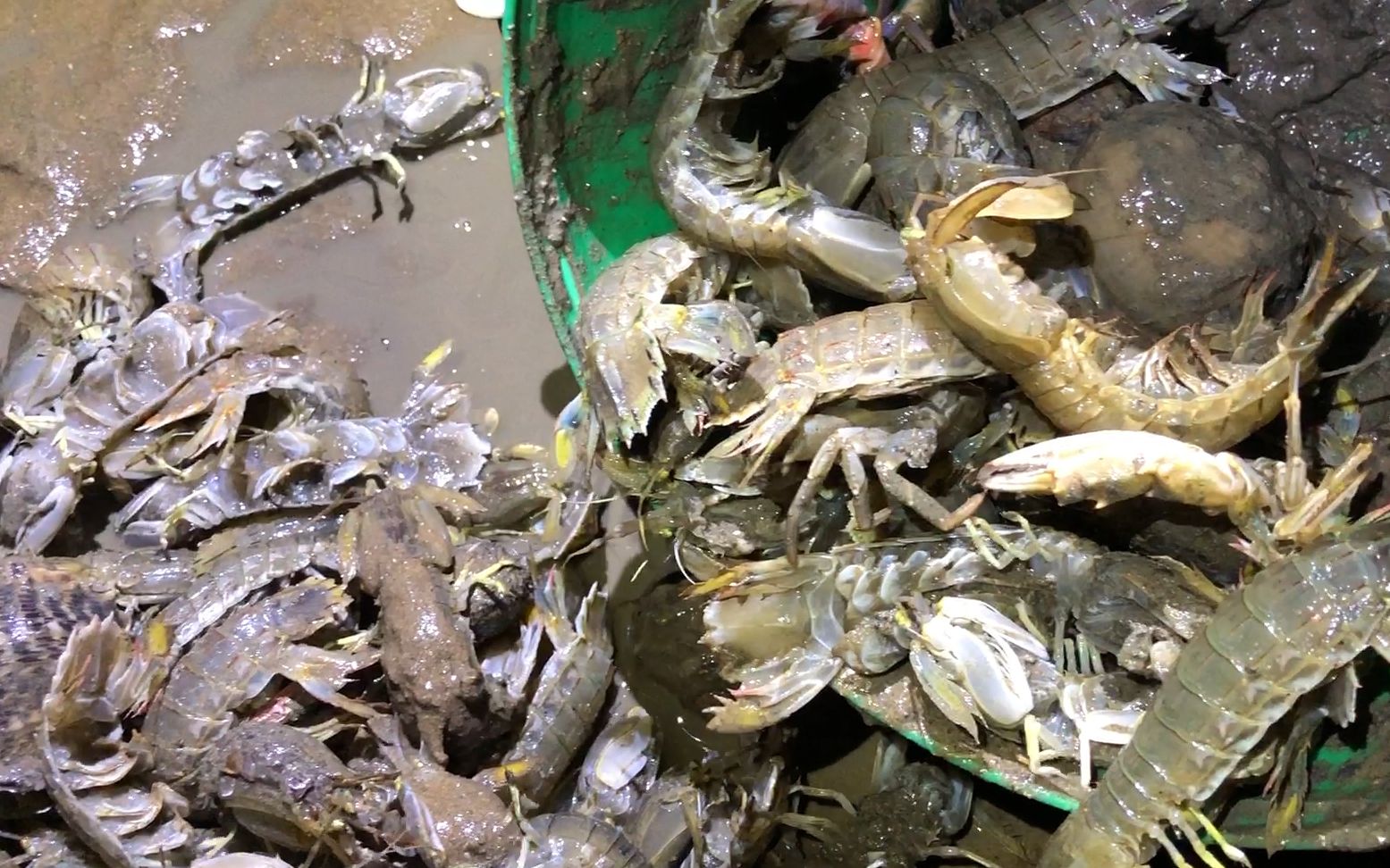 小斗干完活去赶海,皮皮虾洞太多了,差一点桶就抓满了