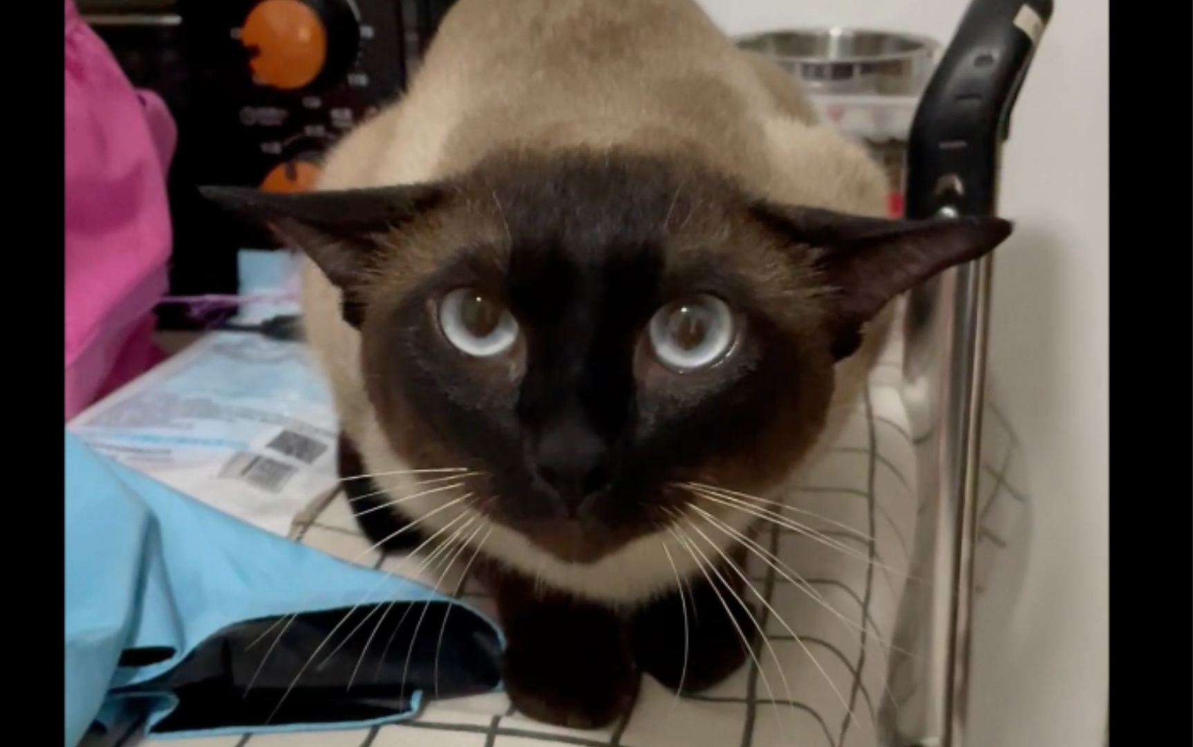 【暹罗猫】这耳朵平成这样就很离谱!