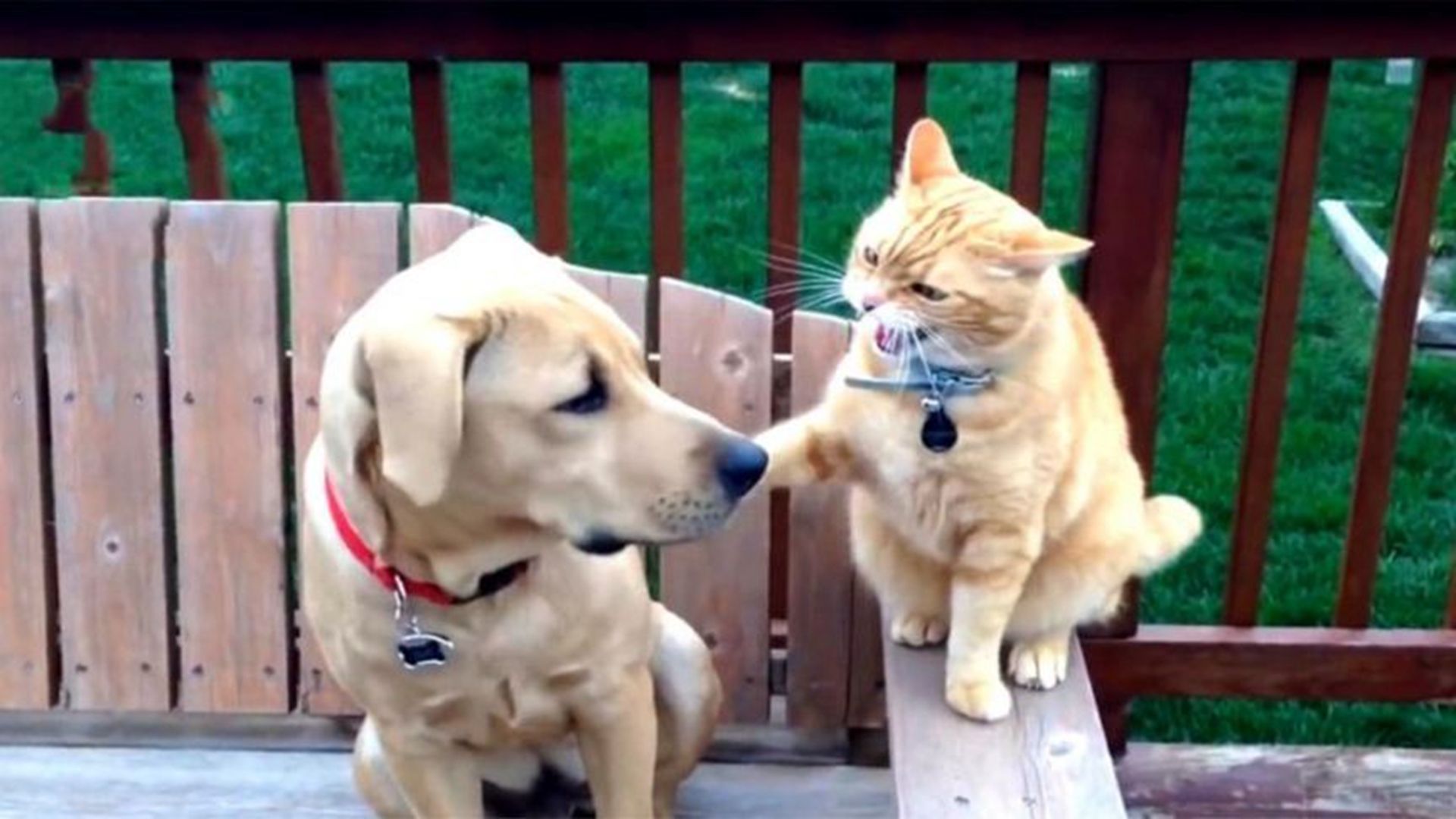 猫咪暴打狗狗,不料狗狗一个动作,让主人差点笑岔气!