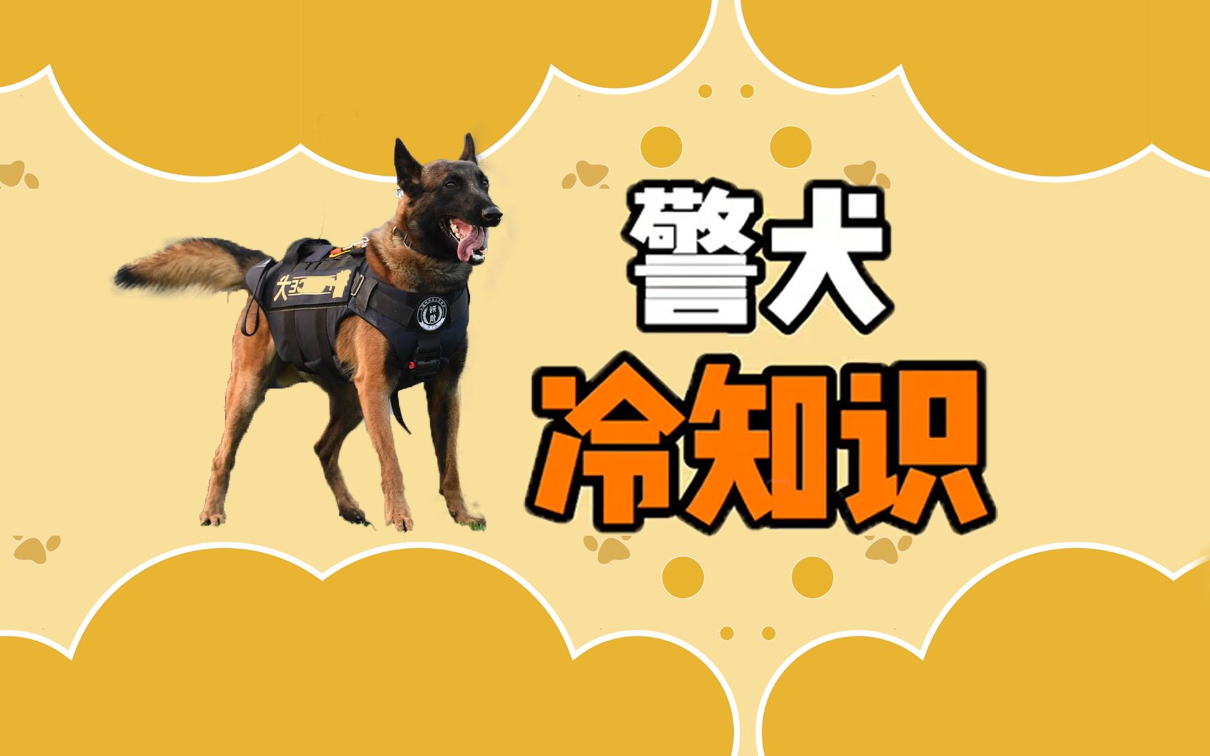 警犬冷知识:警犬的这些冷知识你知道吗?哔哩哔哩bilibili