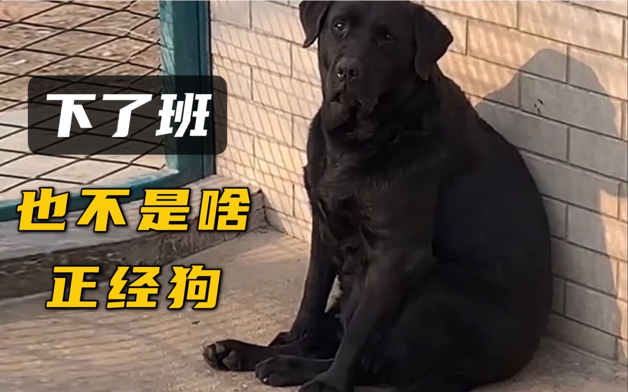 [图]警犬：上班时很帅，下了班也不是啥正经狗