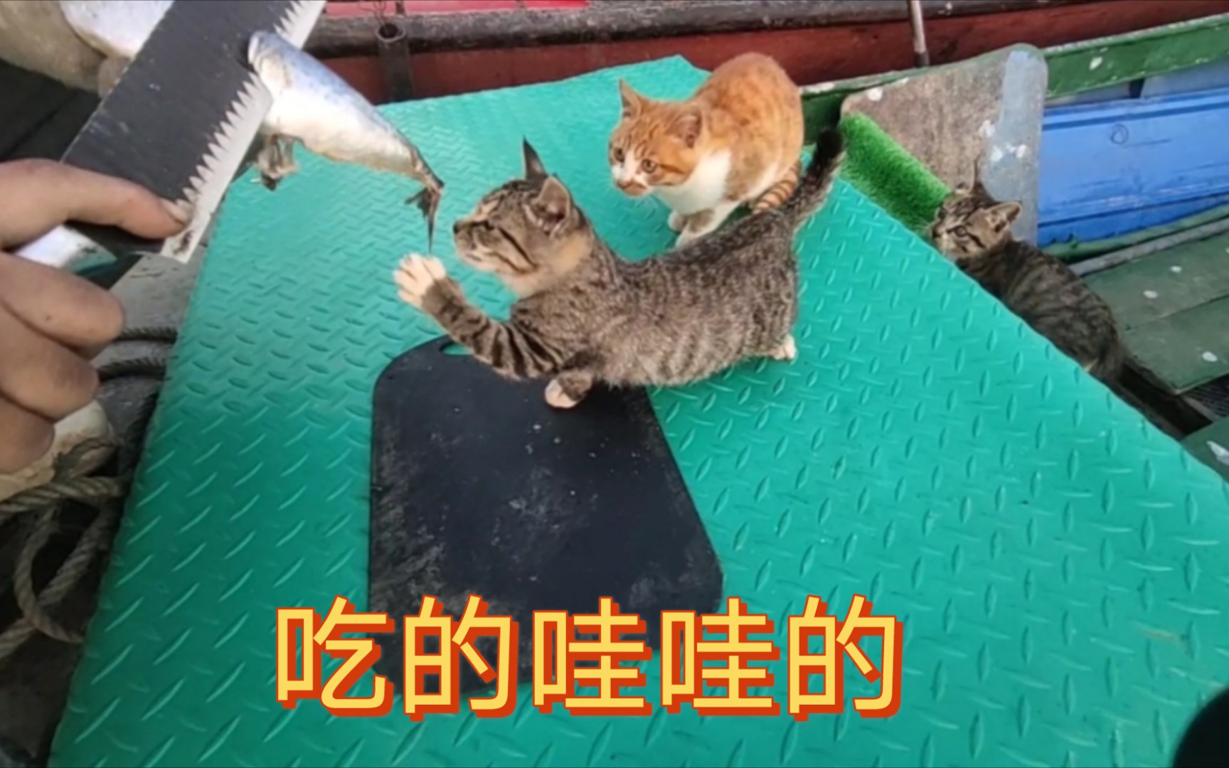 小猫第一次吃海里的鱼哔哩哔哩bilibili