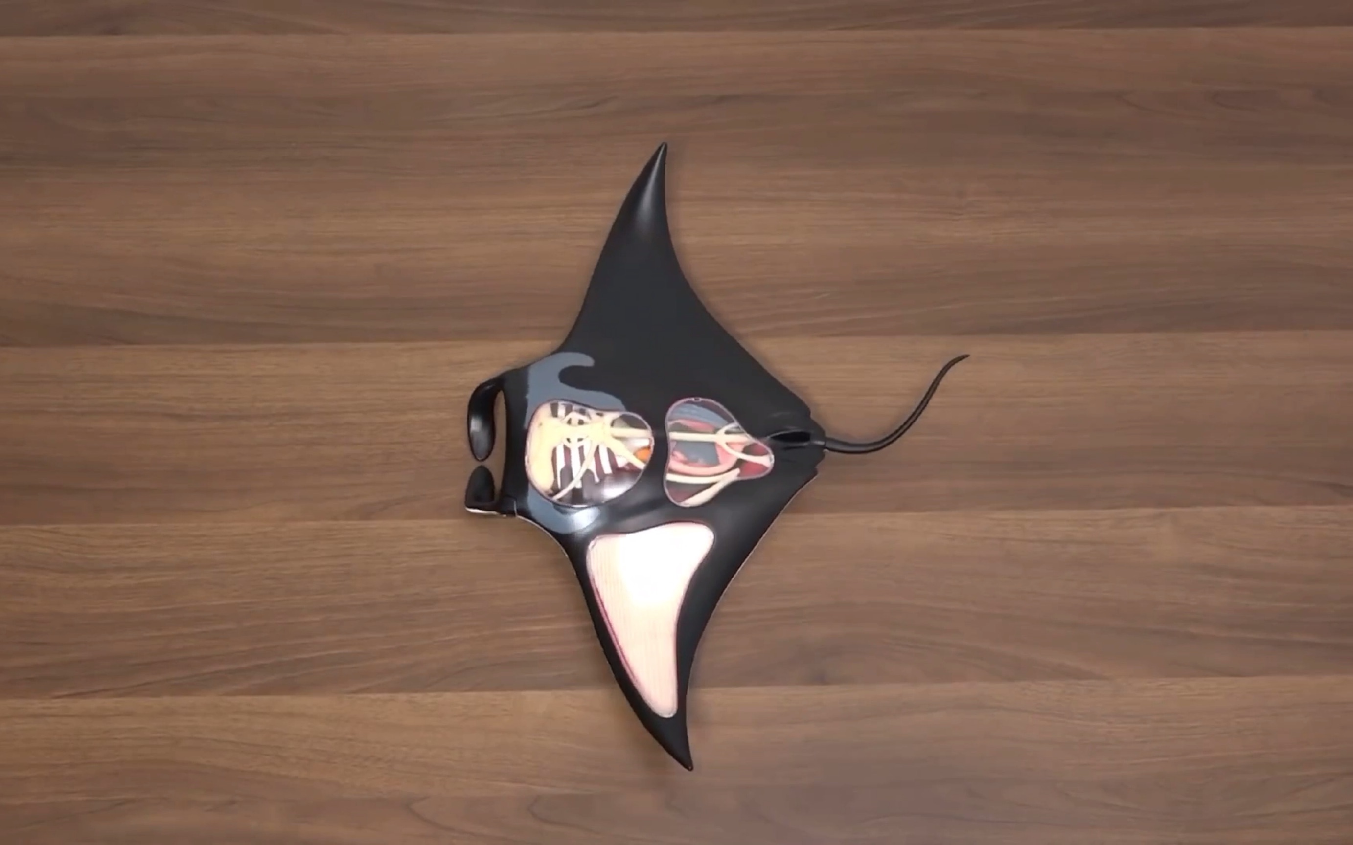 杂货收藏家蝠鲼的解剖模型吃魔鬼鱼的魔鬼