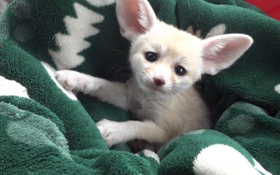 小耳廓狐喜欢抓抓抓,真的好萌呀!