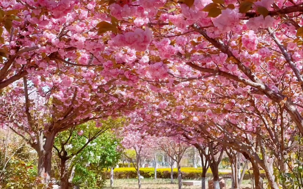 樱花园,这也太美了吧.春天必打卡的樱花圣地, 樱花 ,浪漫樱花 ,樱花美景 ,赏花 樱花,哔哩哔哩bilibili