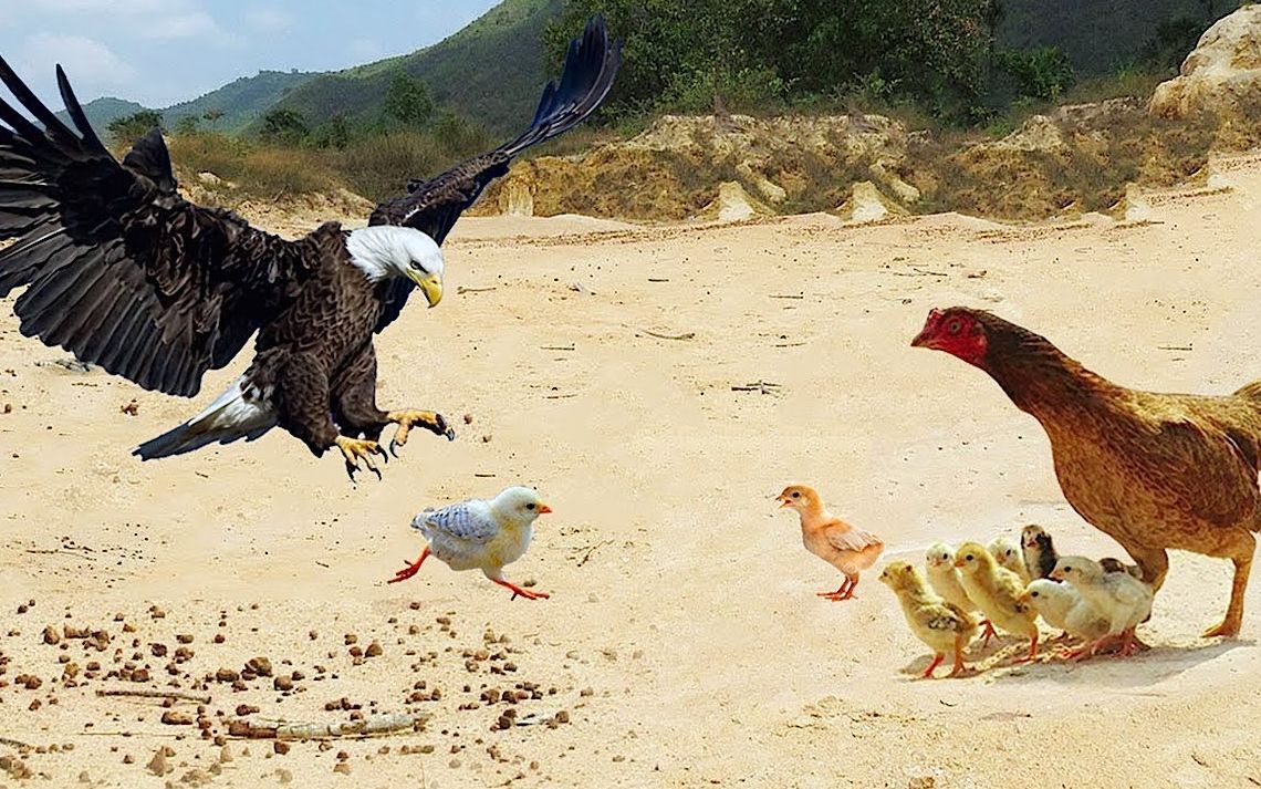 真实版老鹰捉小鸡,鸡妈妈拼命保护小鸡逃过一劫