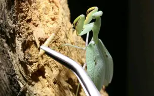 Download Video: 【YouTube】碧蓝的螳螂少女在威吓和用餐――Sphodromantis gastrica“黑斑巨螳”